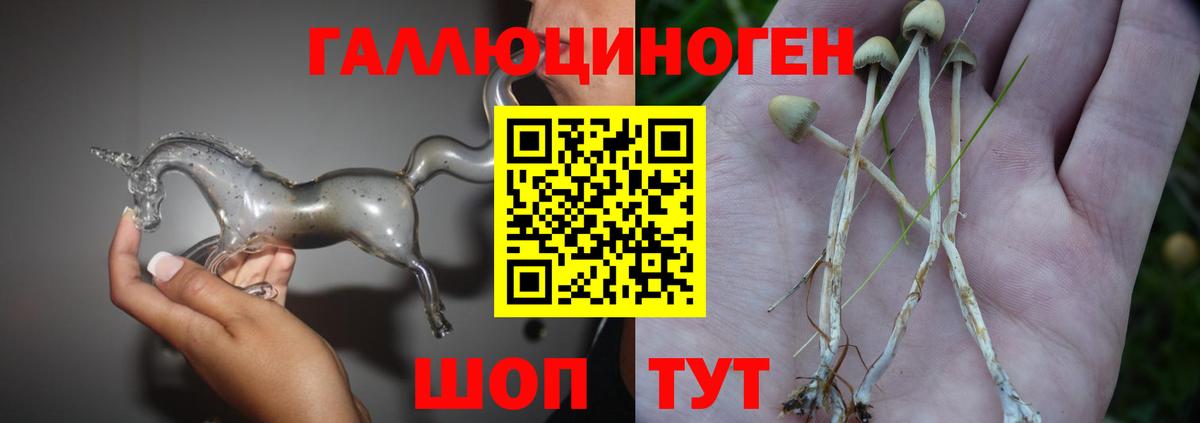 Галлюциногенные грибы Psilocybe  Вход с VPN  Кольчугино 